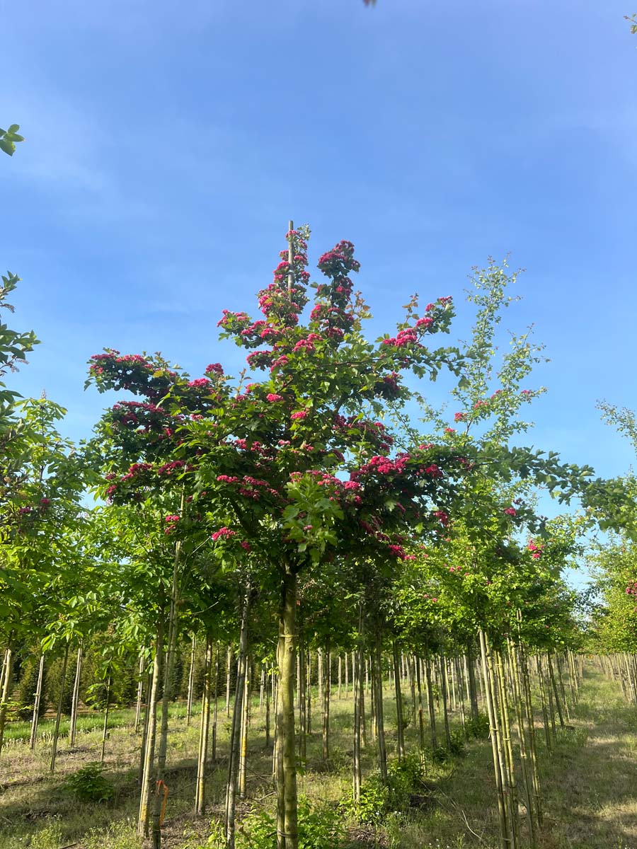 Crataegus media 'Paul's Scarlet' op stam op stam