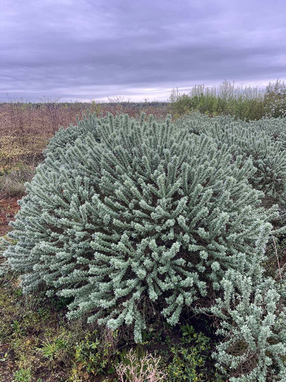 Hippophae rhamnoides 'Hikul' meerstammig / struik struik