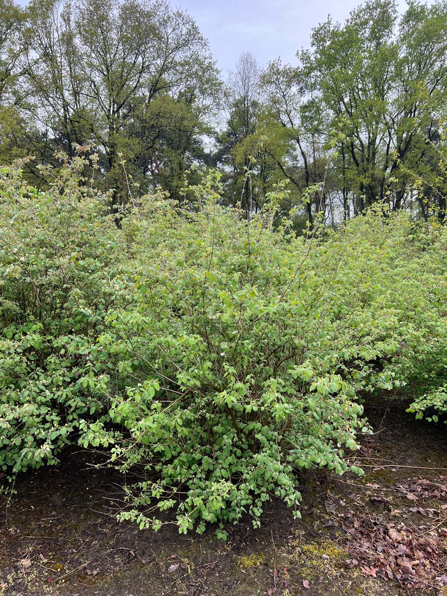 Lonicera xylosteum meerstammig / struik struik