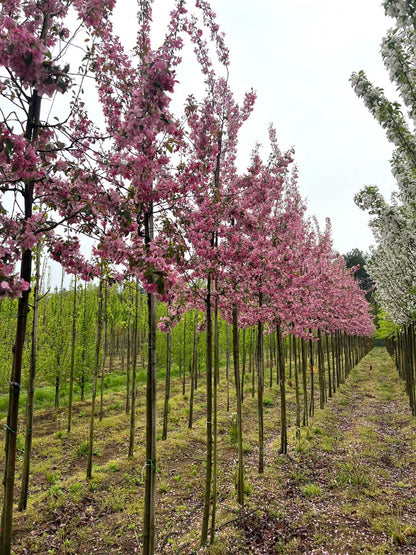Malus 'Almey' op stam op stam