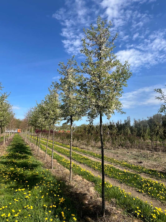 Malus toringo 'Brouwers Beauty' op stam op stam