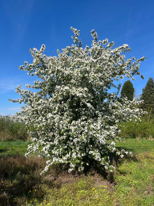 Malus 'Red Sentinel' meerstammig / struik meerstammig