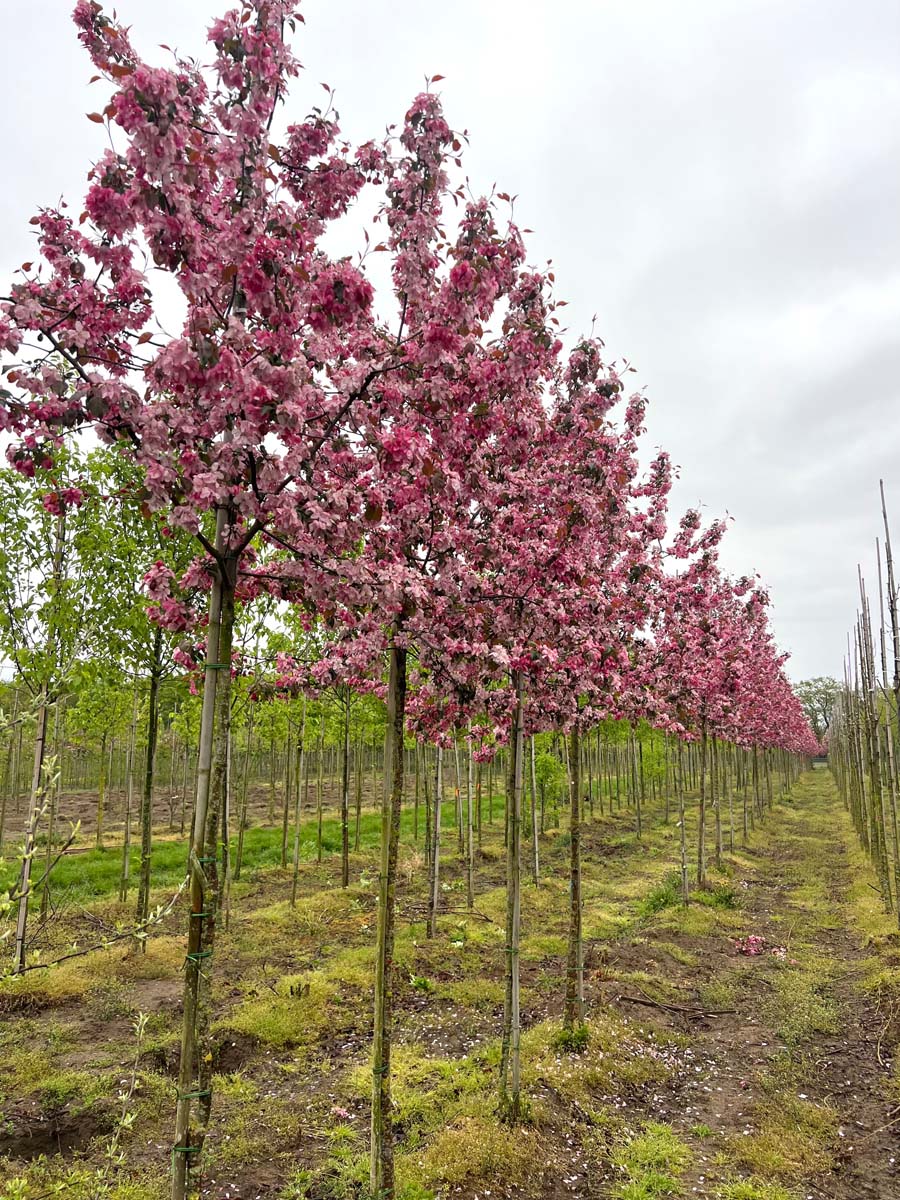 Malus 'Profusion' op stam op stam