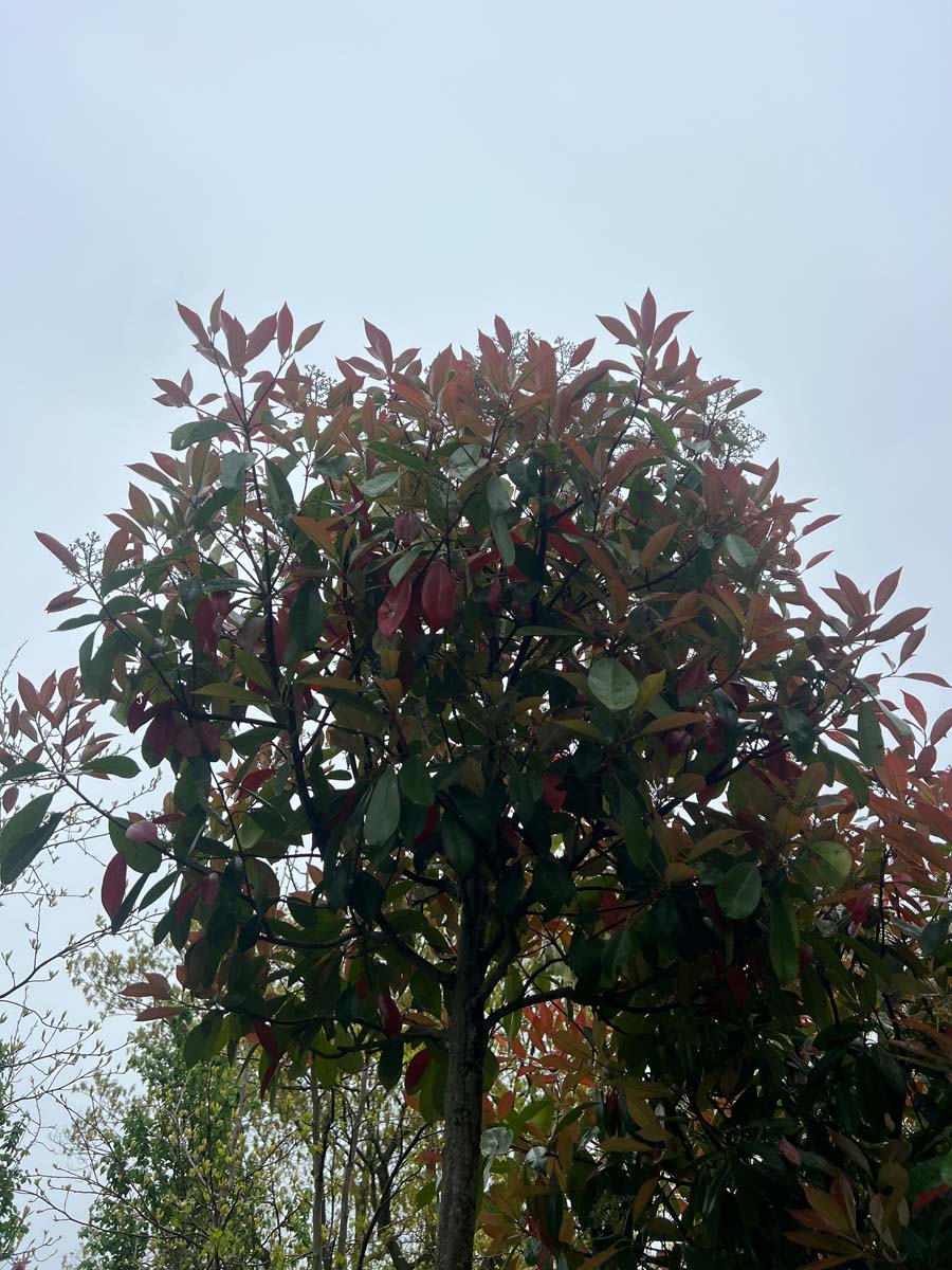 photinia fraseri red robin hochstamm Photinia fraseri 'Red Robin' auf Stamm