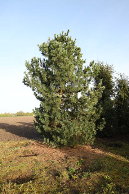 Pinus peuce solitair