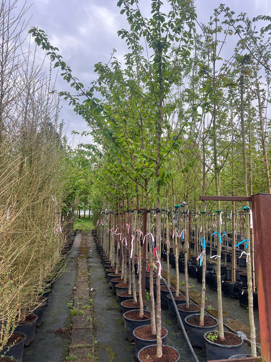 Prunus avium op stam op stam