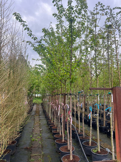 Prunus avium op stam op stam