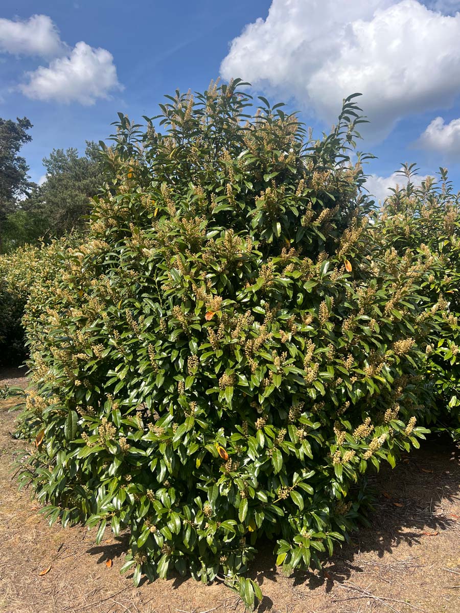 Prunus laurocerasus 'Schipkaensis' meerstammig / struik struik