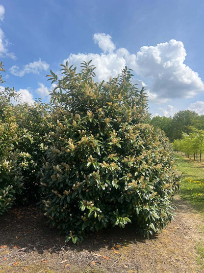 Prunus laurocerasus 'Schipkaensis' meerstammig / struik struik
