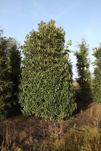 Prunus lusitanica meerstammig / struik struik