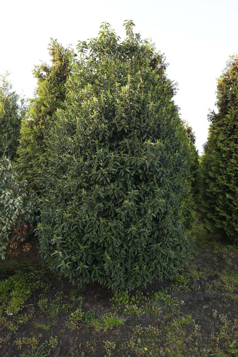 Prunus lusitanica 'Angustifolia' meerstammig / struik struik