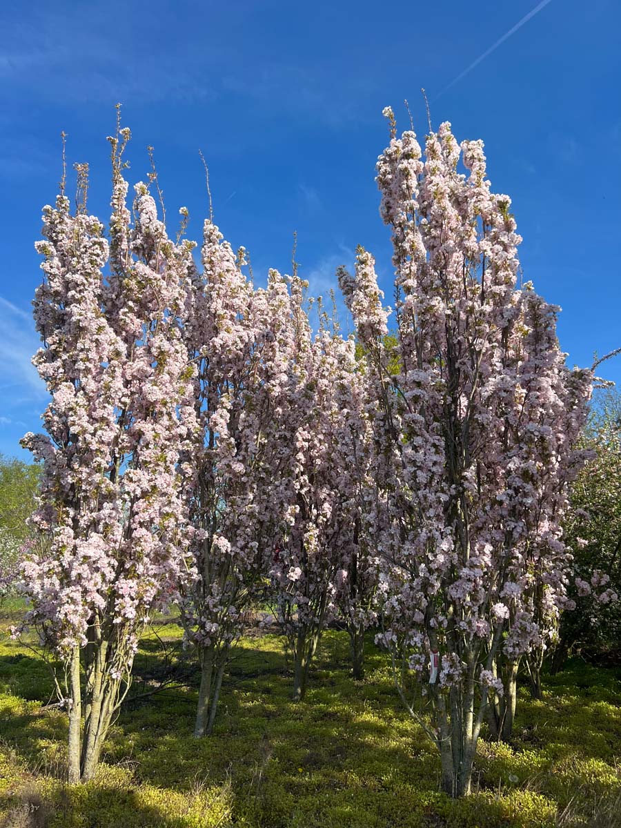 Prunus serrulata 'Amanogawa' meerstammig / struik meerstammig
