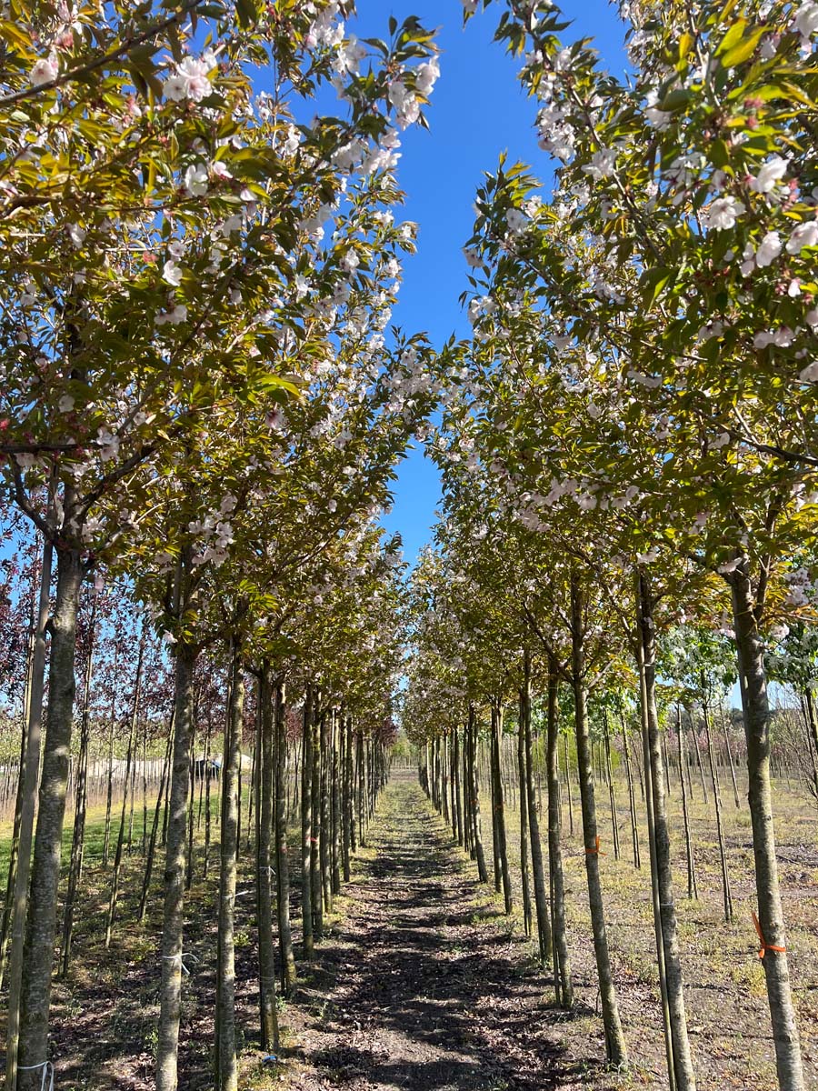 Prunus serrulata 'Sunset Boulevard' op stam op stam