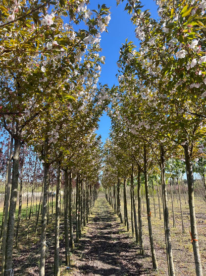 Prunus serrulata 'Sunset Boulevard' op stam op stam