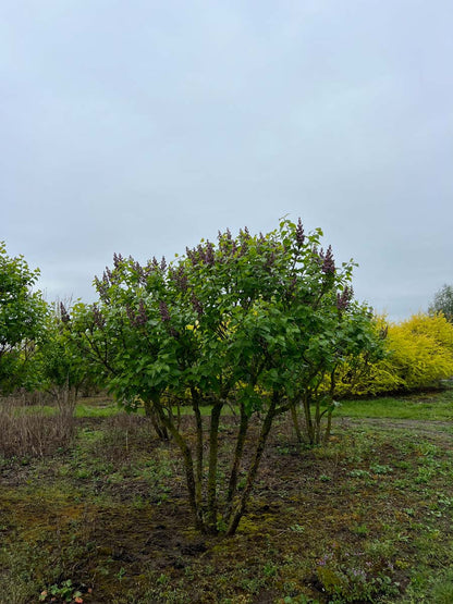 Syringa vulgaris 'Michel Buchner' meerstammig / struik struik