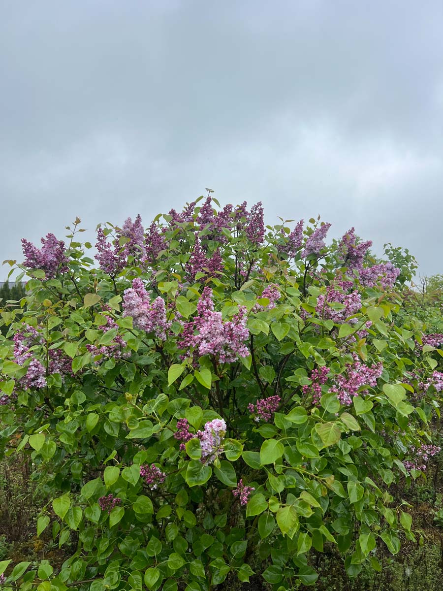 Syringa vulgaris 'Mme Antoine Buchner' meerstammig / struik struik
