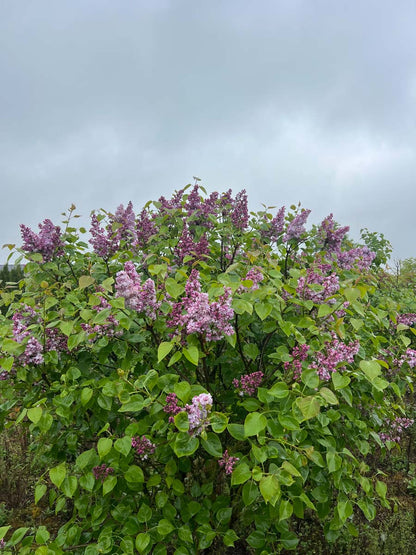 Syringa vulgaris 'Mme Antoine Buchner' meerstammig / struik struik