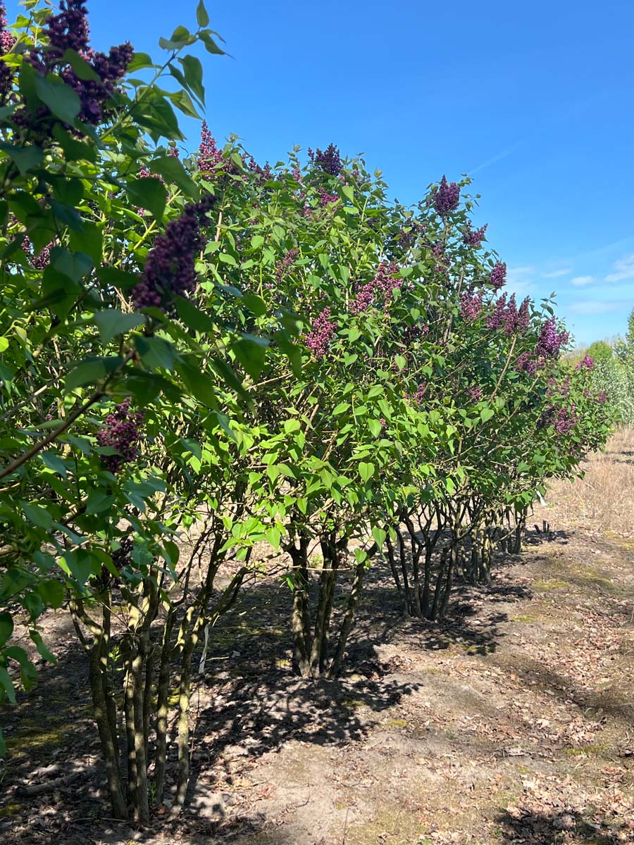 Syringa vulgaris 'Ruhm von Horstenstein' meerstammig / struik struik