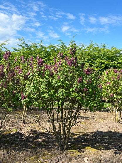 Syringa vulgaris 'Ruhm von Horstenstein' meerstammig / struik struik