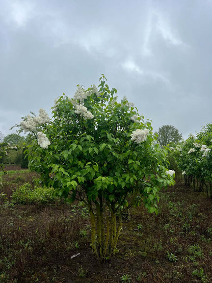 Syringa vulgaris 'Souvenir d'Alice Harding' meerstammig / struik struik