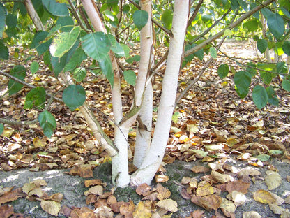 Betula utilis 'Doorenbos' solitair meerstammig