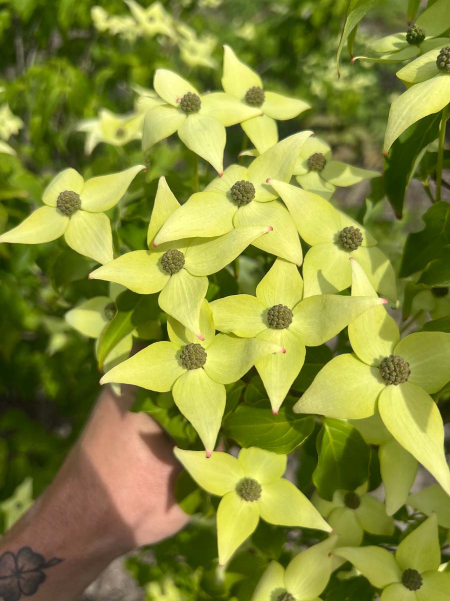 Cornus kousa 'Milky Way' meerstammig / struik bloesem