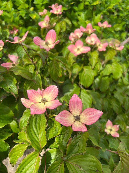 Cornus kousa 'Satomi' op stam bloem