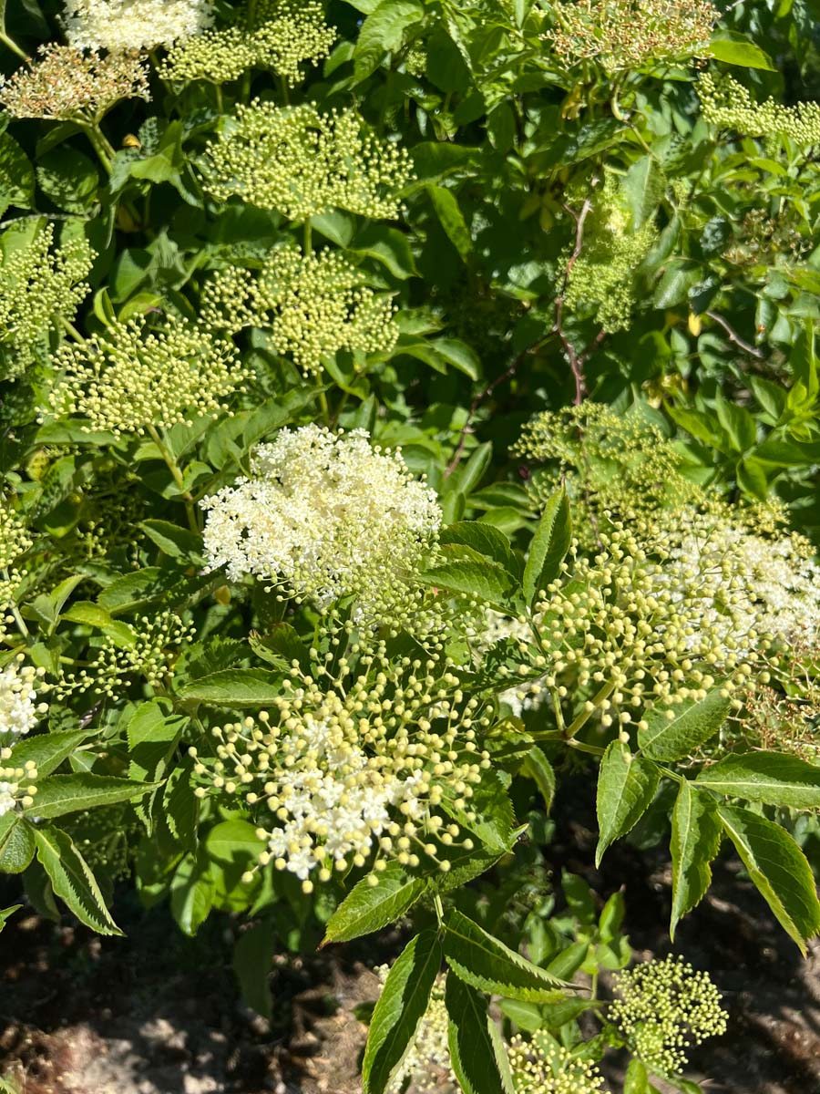 Sambucus nigra solitair bloesem