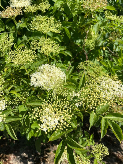Sambucus nigra haagplant bloesem