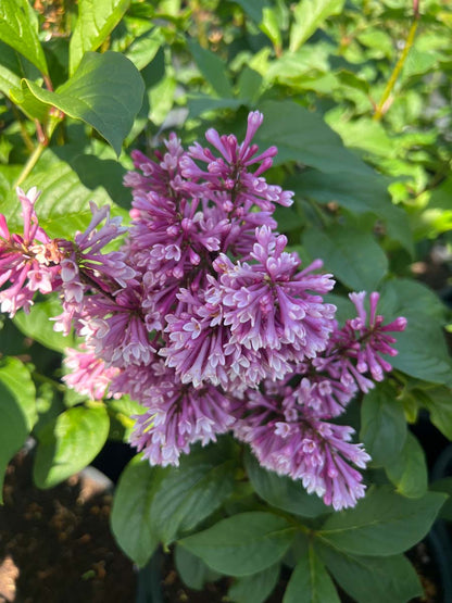 Syringa (V) 'Redwine' bloem