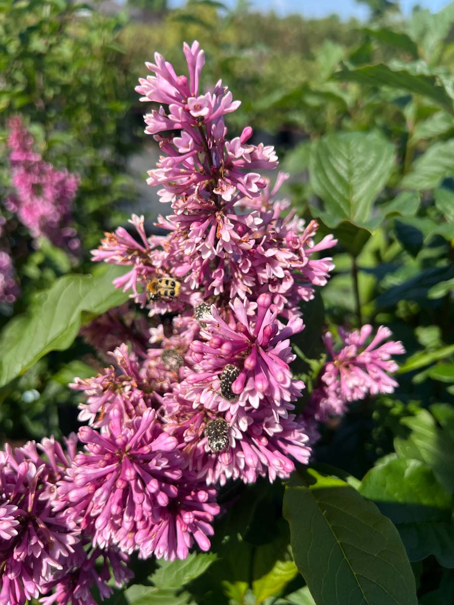Syringa (V) 'Redwine' bloesem