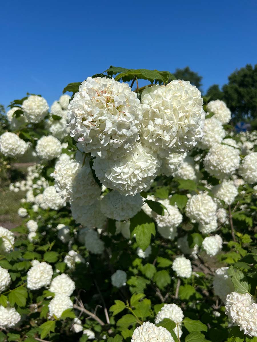 Viburnum opulus 'Roseum' haagplant bloesem