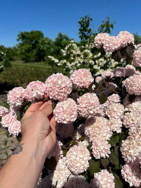 Viburnum plicatum 'Rowallane' Tuinplanten bloesem