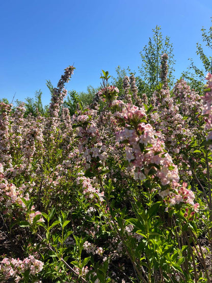 Weigela 'Rosea' Tuinplanten bloem
