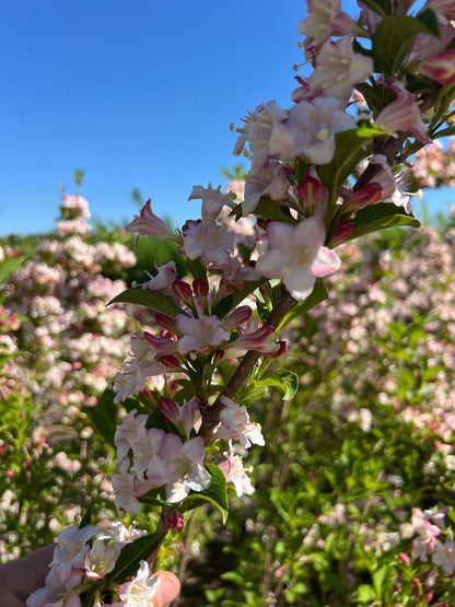 Weigela 'Rosea' haagplant bloesem