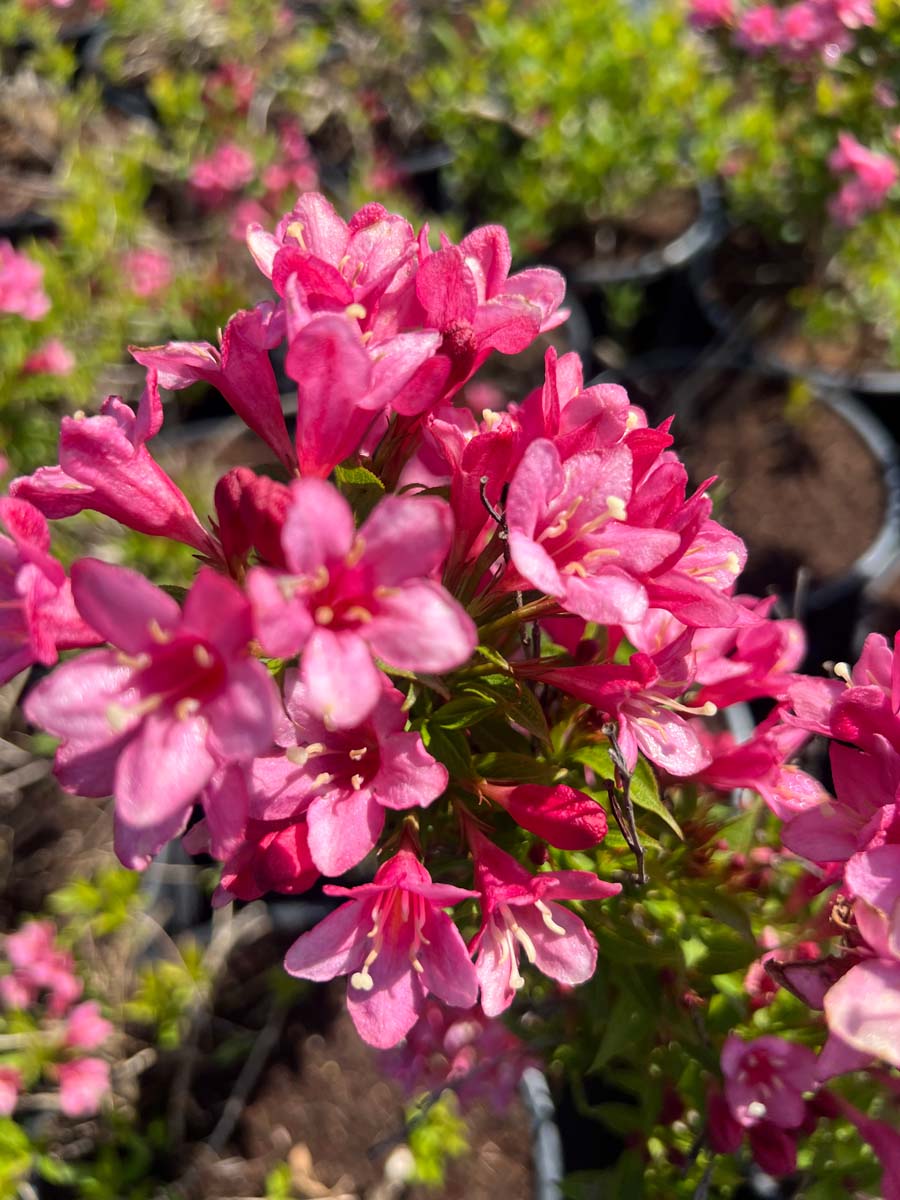Weigela 'TVP2' haagplant bloem