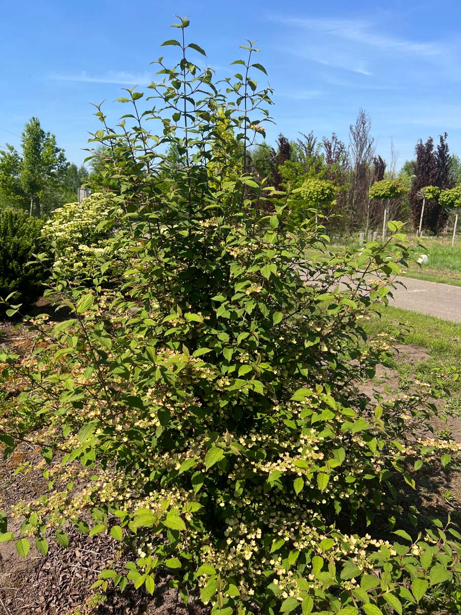 Viburnum plicatum 'Pink Beauty' meerstammig / struik struik