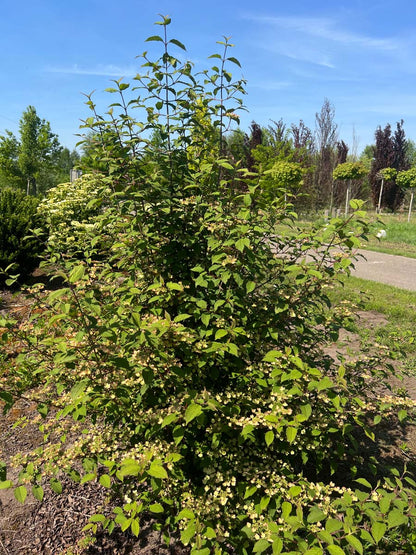 Viburnum plicatum 'Pink Beauty' meerstammig / struik struik