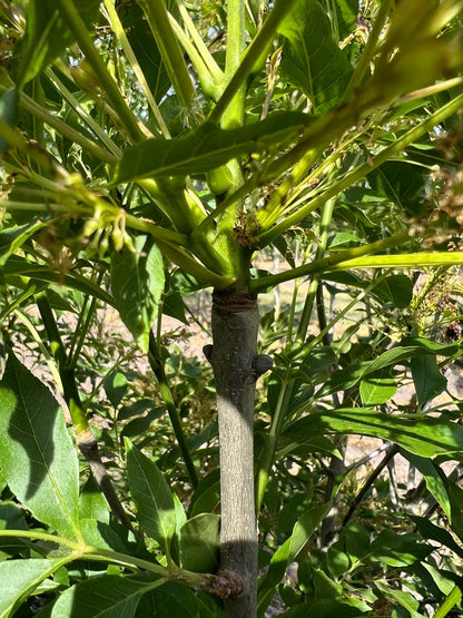Fraxinus ornus 'Paus Johannes-Paulus II' Tuinplanten stam