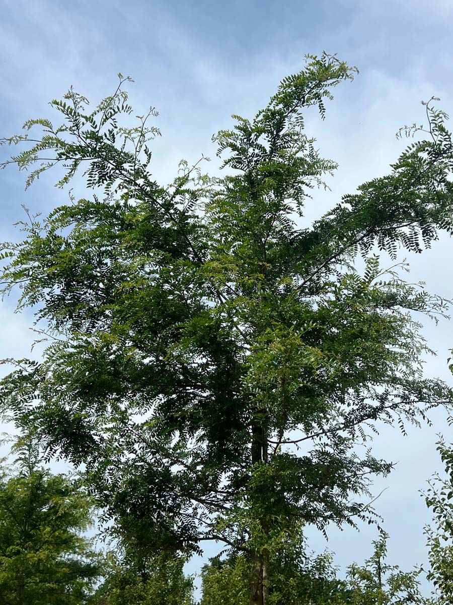 Gleditsia triacanthos 'Skyline' dakboom kroon