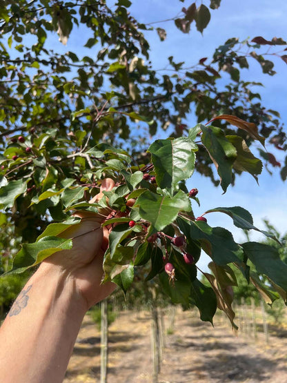 Malus 'Mokum' solitair vrucht