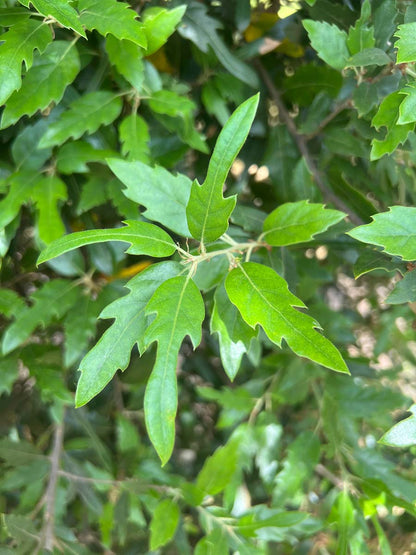 Quercus hispanica 'Waasland' solitair blad