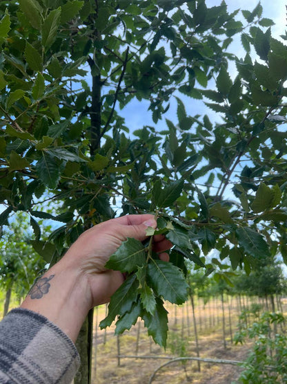 Quercus hispanica 'Wageningen' meerstammig / struik blad