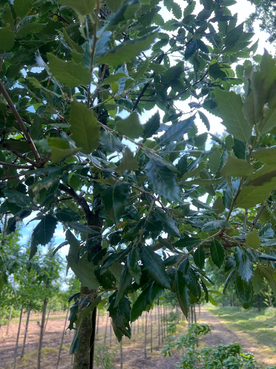 Quercus hispanica 'Wageningen' op stam bladeren