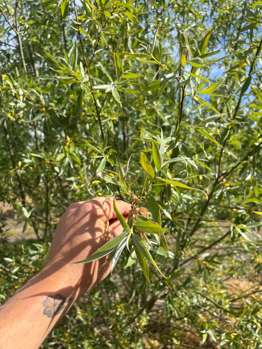 Salix alba op stam bladeren