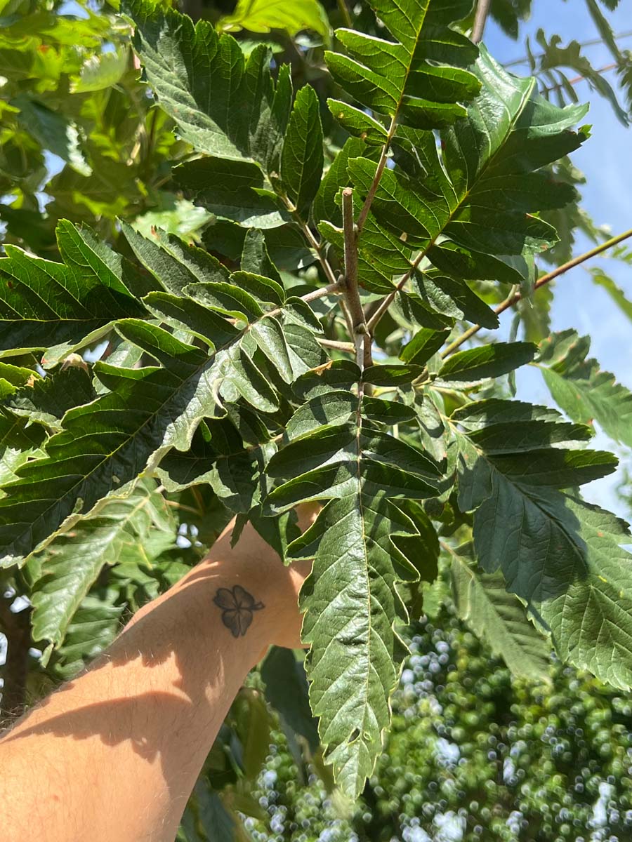 Sorbus thuringiaca 'Fastigiata' meerstammig / struik blad