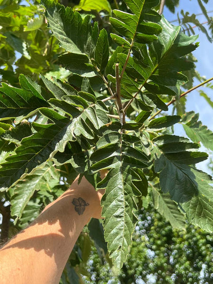 Sorbus thuringiaca 'Fastigiata' meerstammig / struik blad