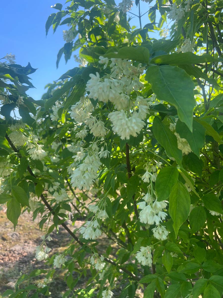 Staphylea coulombieri meerstammig / struik bloesem