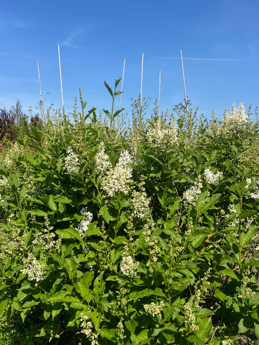 Syringa henryi 'Tammelan Kaunotar' meerstammig / struik bloesem