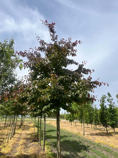 Parrotia persica 'Bella' op stam op stam